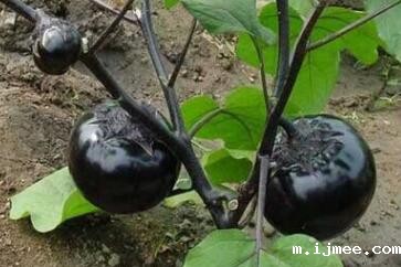 果蔬农残检测仪 果蔬农残检测仪