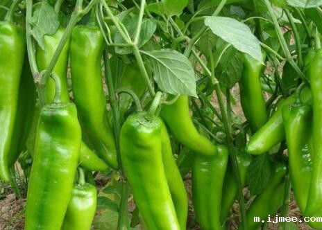 农药残留检测仪 农药残留检测仪