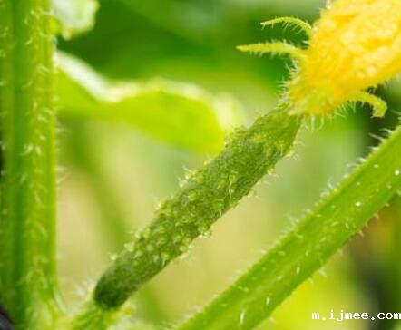 农残快速检测仪 农残快速检测仪